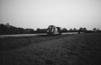 Westerwohld (Graustufen)